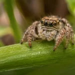 Jumping Spider Identification, Bites & Interesting Facts